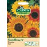 Mr Fothergill's Sunflower Evening Sun C V Seeds