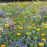 Mr Fothergill's Rhs Flower Box For Insects