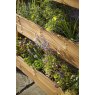 Tom Chambers Herb Garden Planter Tom Chambers Herb Garden Planter