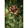 Tom Chambers Tom Chambers Plant Stakes Rustic Starflower