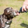 Long Paws Long Paws Pet Water Bottle