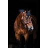Amigo Padded Headcollar
