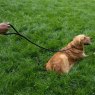 Zoon Zoon Primo Jet Walkabout Dog Slip Lead - 150cm