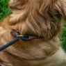 Zoon Zoon Primo Jet Walkabout Dog Slip Lead - 150cm