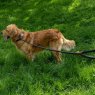 Zoon Zoon Primo Jet Walkabout Dog Long Lead - 150cm