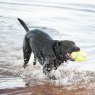 KONG Kong Airdog Football Squeaker