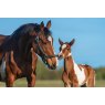 Hampton HT13/122/5 Foal Net - 50m